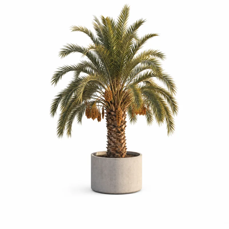 Phoenix Dactylifera — Medium, specimen