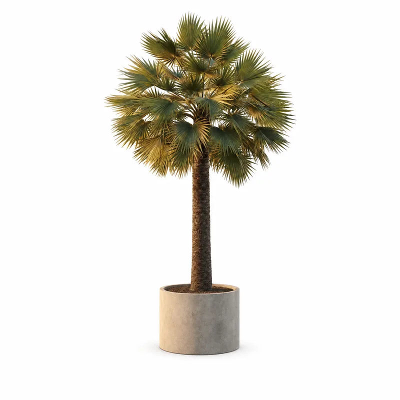 Copernicia Prunifera — Medium, specimen