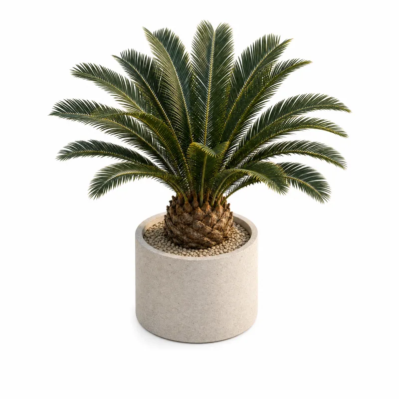 Cycas Revoluta — Small, specimen