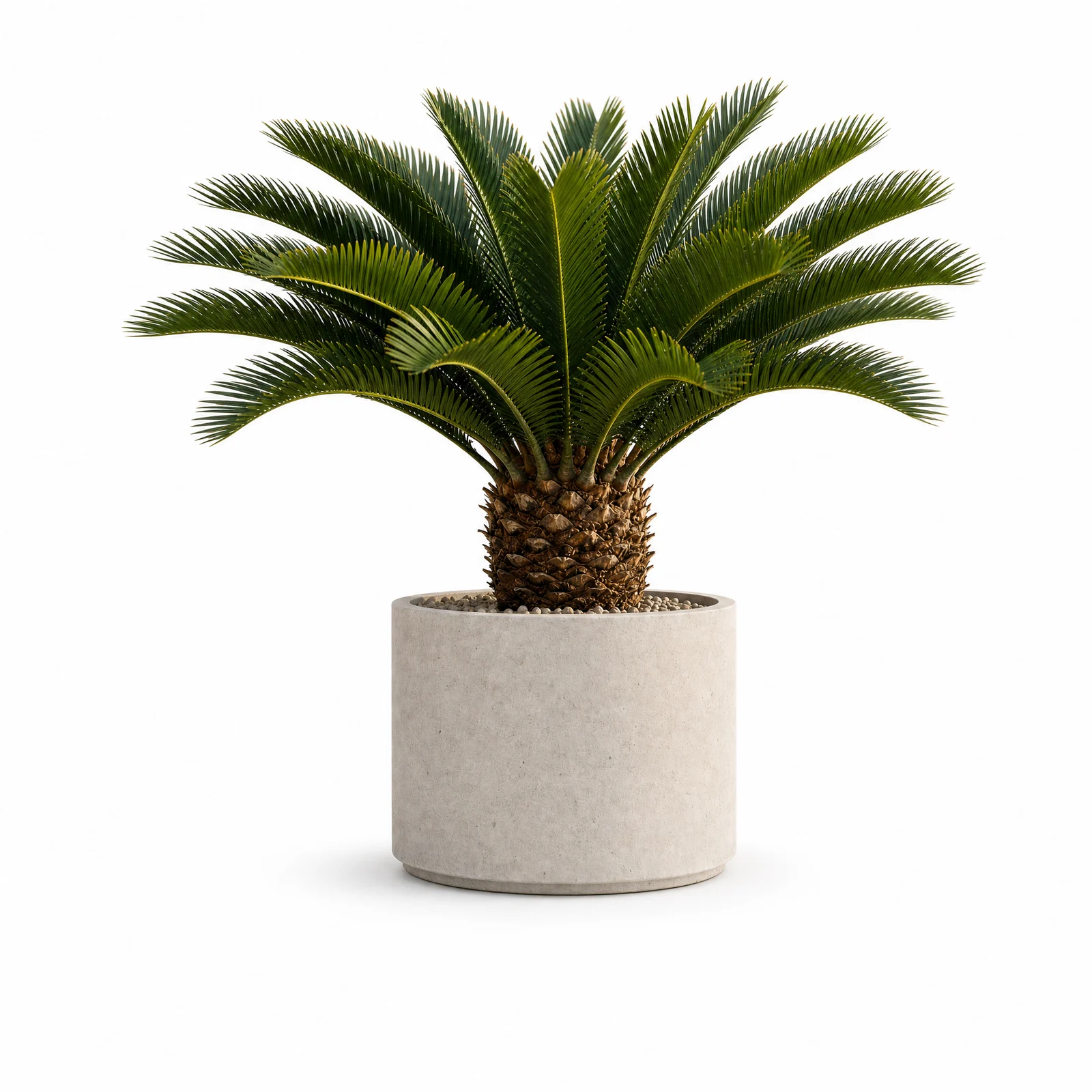 Cycas Revoluta — specimen