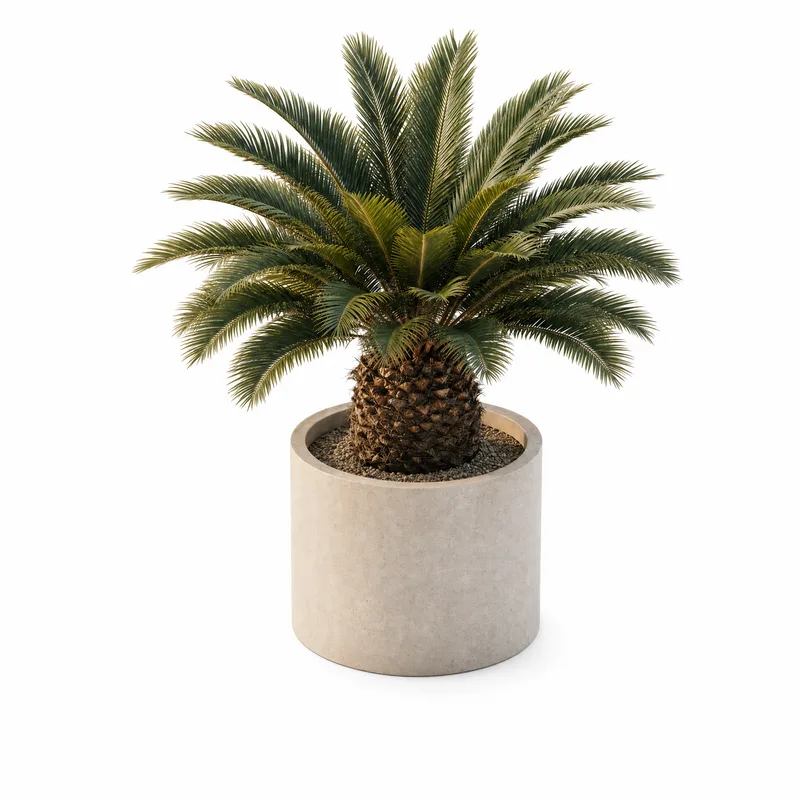 Cycas Revoluta — Xl, specimen