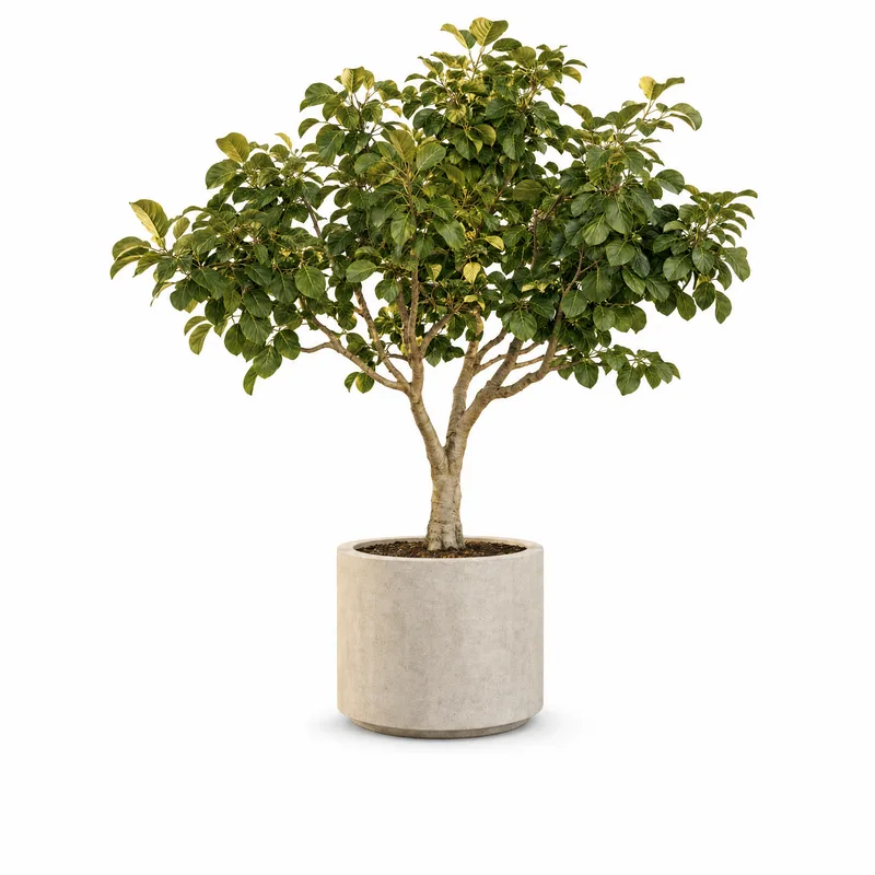 Ficus Altissima — Medium, specimen