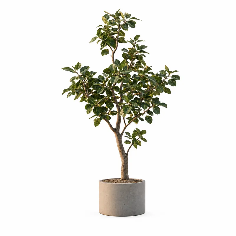 Ficus Altissima — Large, specimen