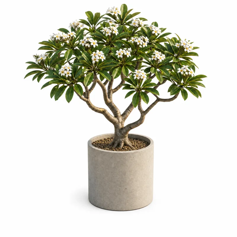 Plumeria Obtusa — Standard, specimen