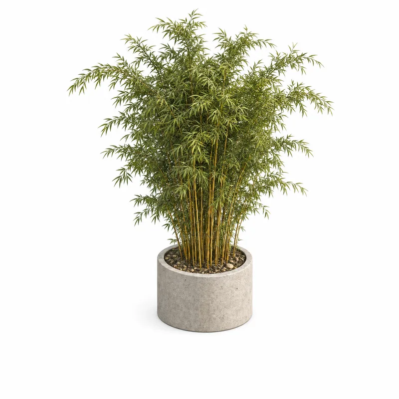 Bambusa Multiplex — Clump, specimen