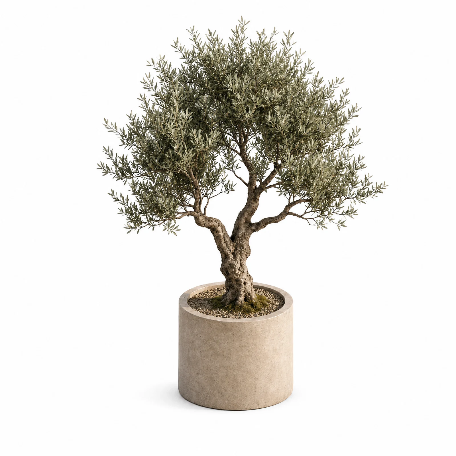 Olea Europaea — specimen