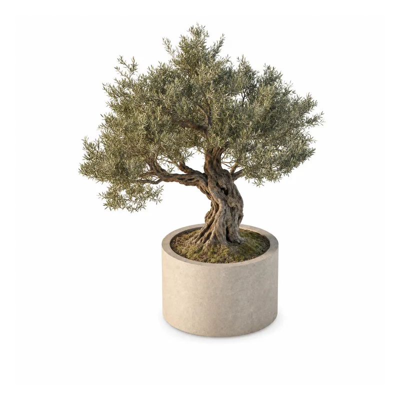 Olea Europaea — Mature, specimen