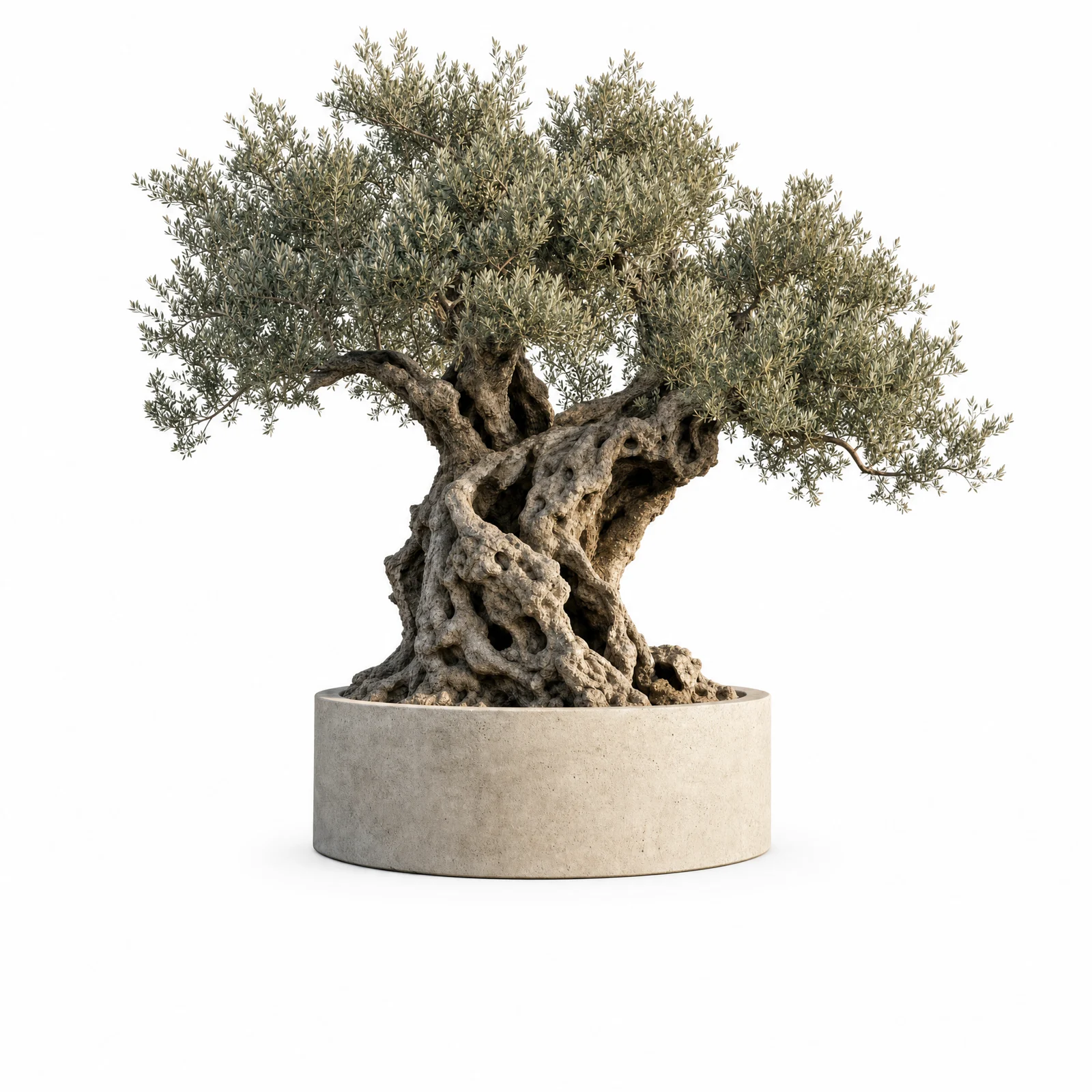 Olea Europaea — specimen