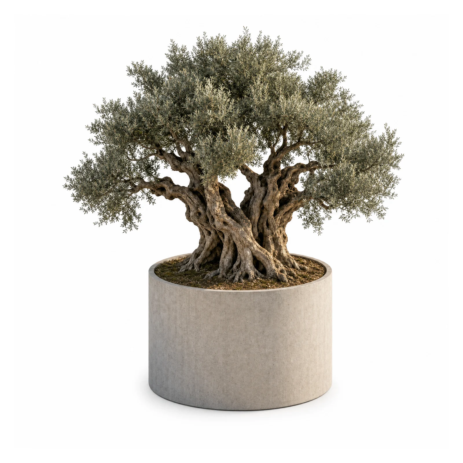 A millennial olive specimen