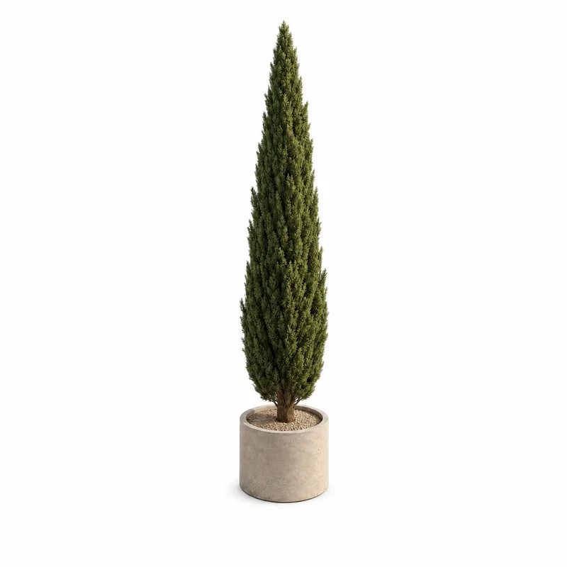 Cupressus Sempervirens — Tall, specimen