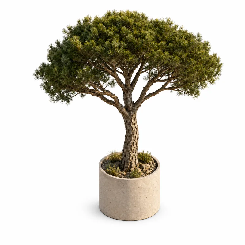 Pinus Pinea — Medium, specimen