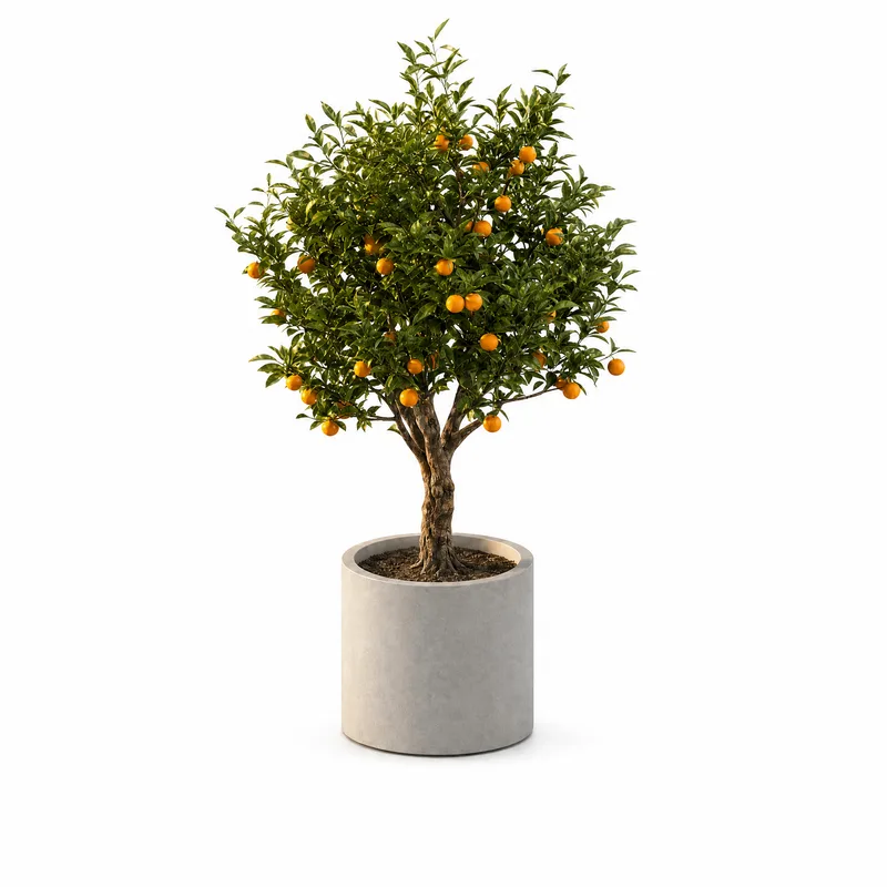 Citrus Sinensis — Standard, specimen