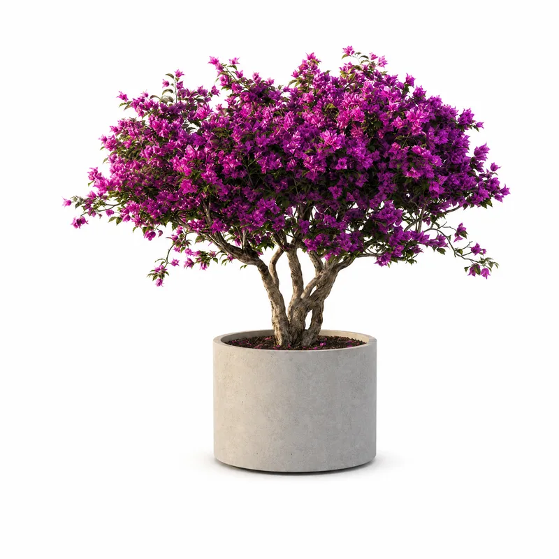 Bougainvillea Spectabilis — Standard, specimen