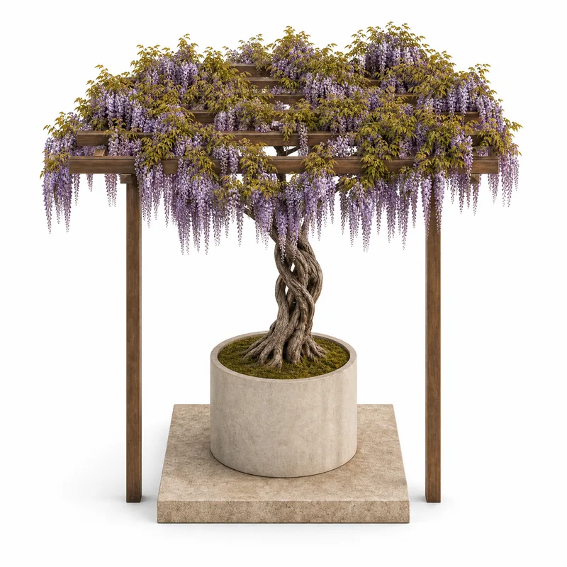 Wisteria Sinensis — Mature, specimen