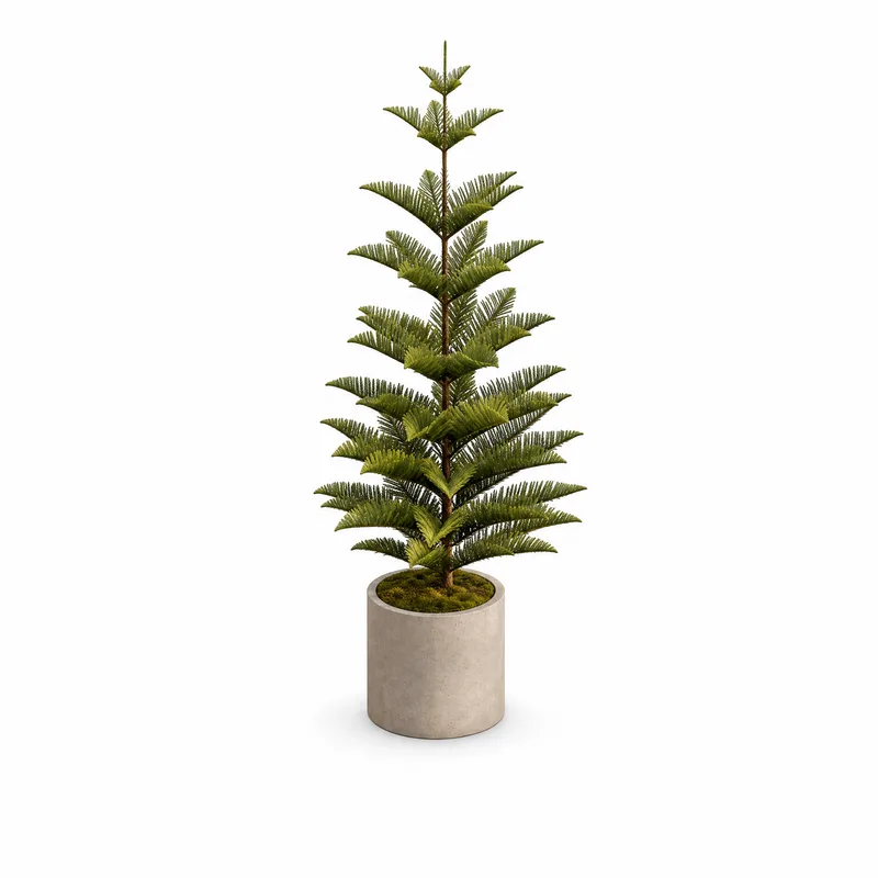 Araucaria Heterophylla — Medium, specimen