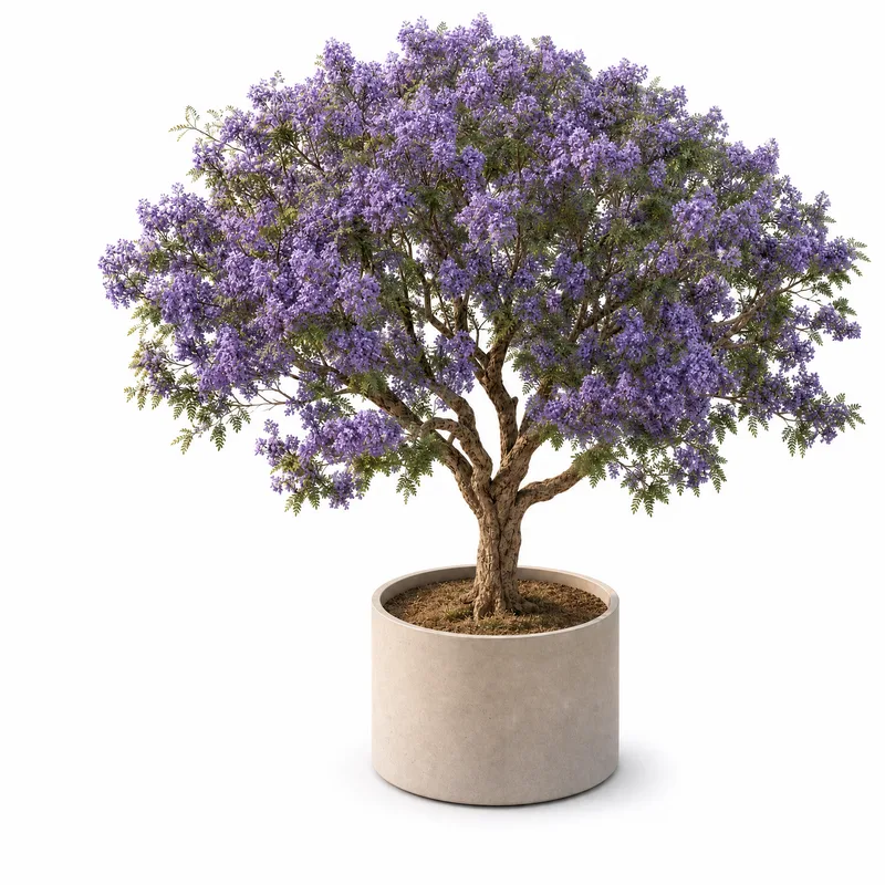 Jacaranda Mimosifolia — Large, specimen