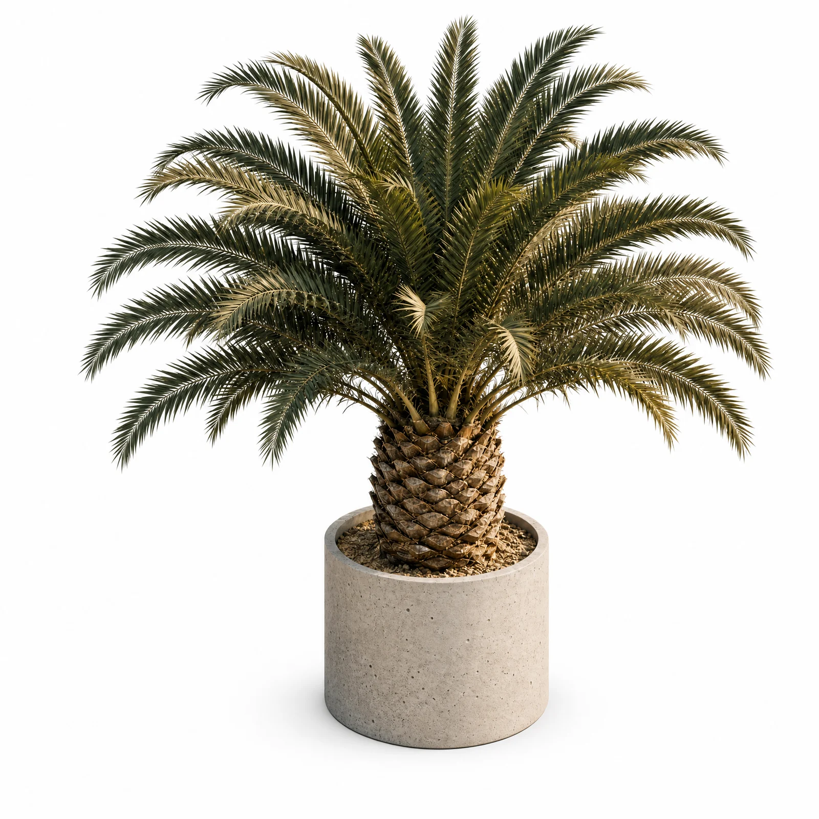 Phoenix Canariensis — specimen