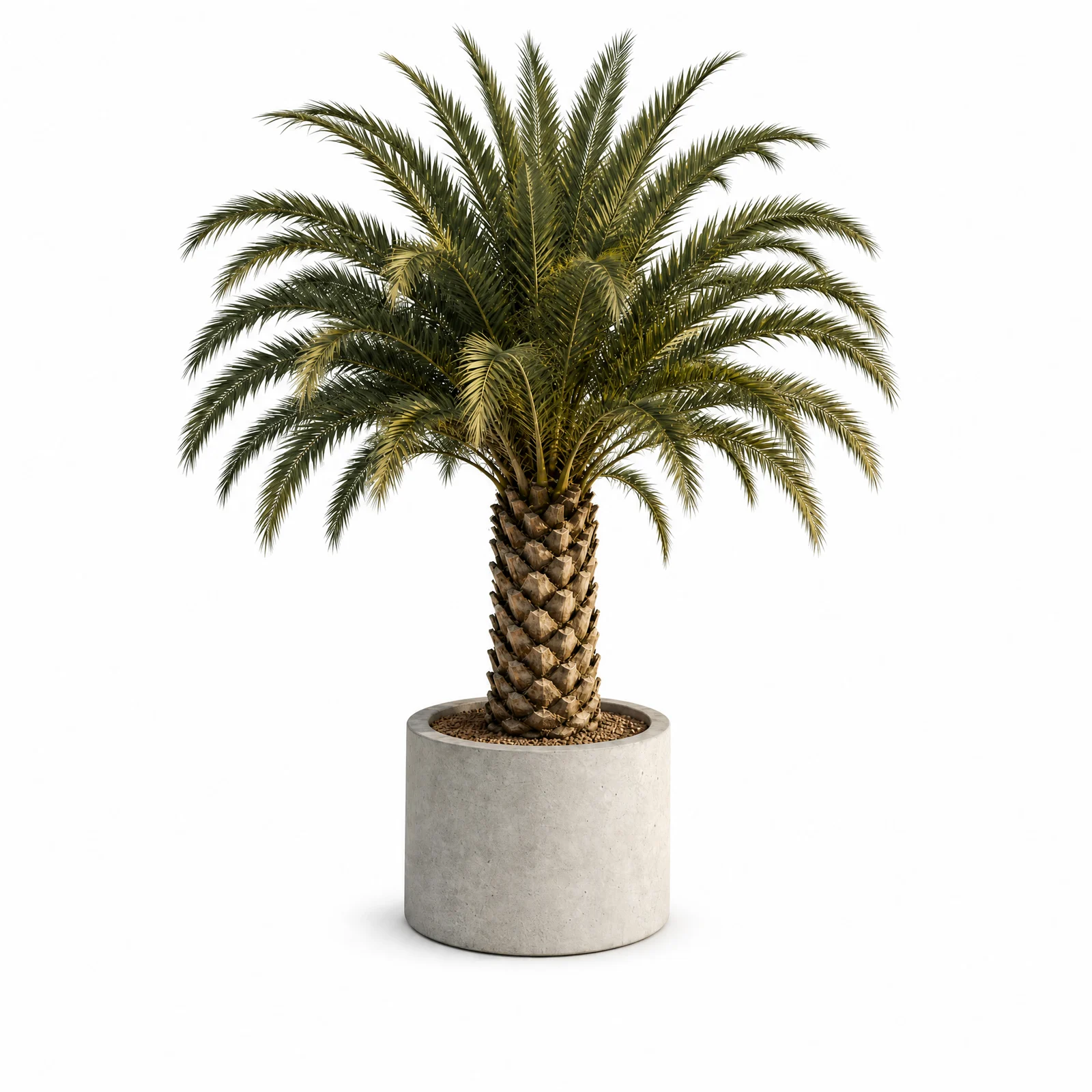 Phoenix Canariensis — specimen