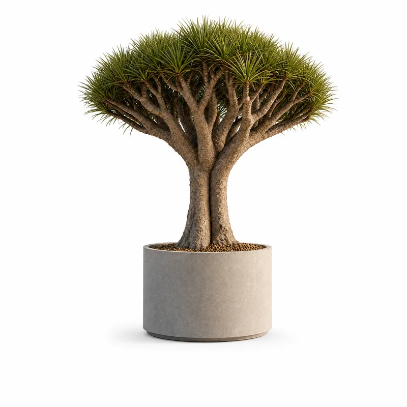 Dracaena Draco — Medium, specimen