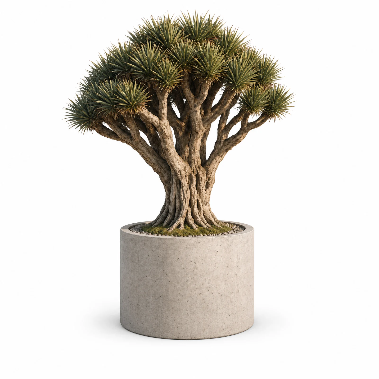 Dracaena Draco — specimen