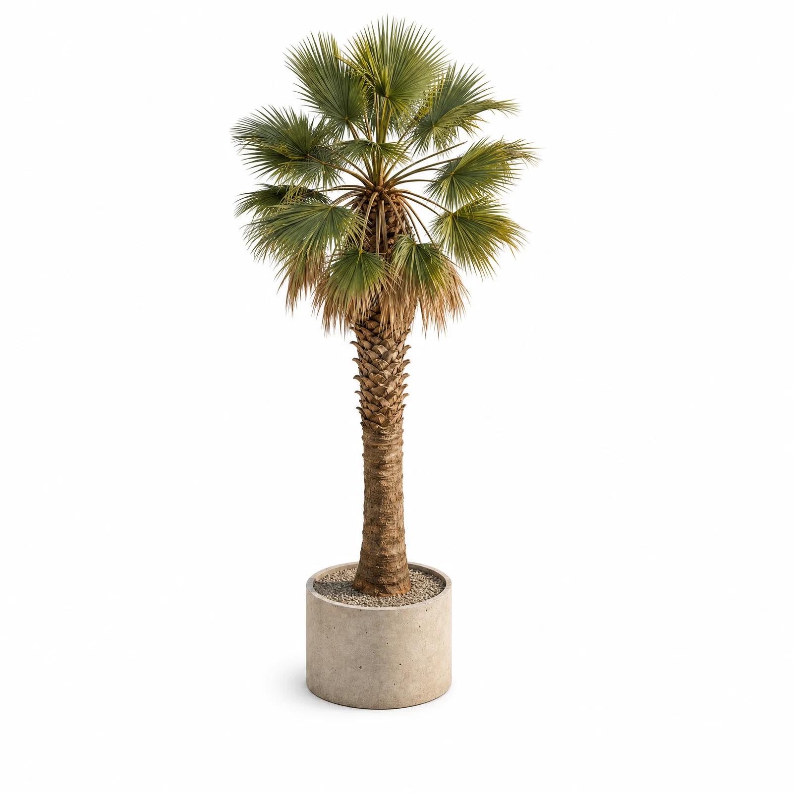 Washingtonia Robusta — specimen