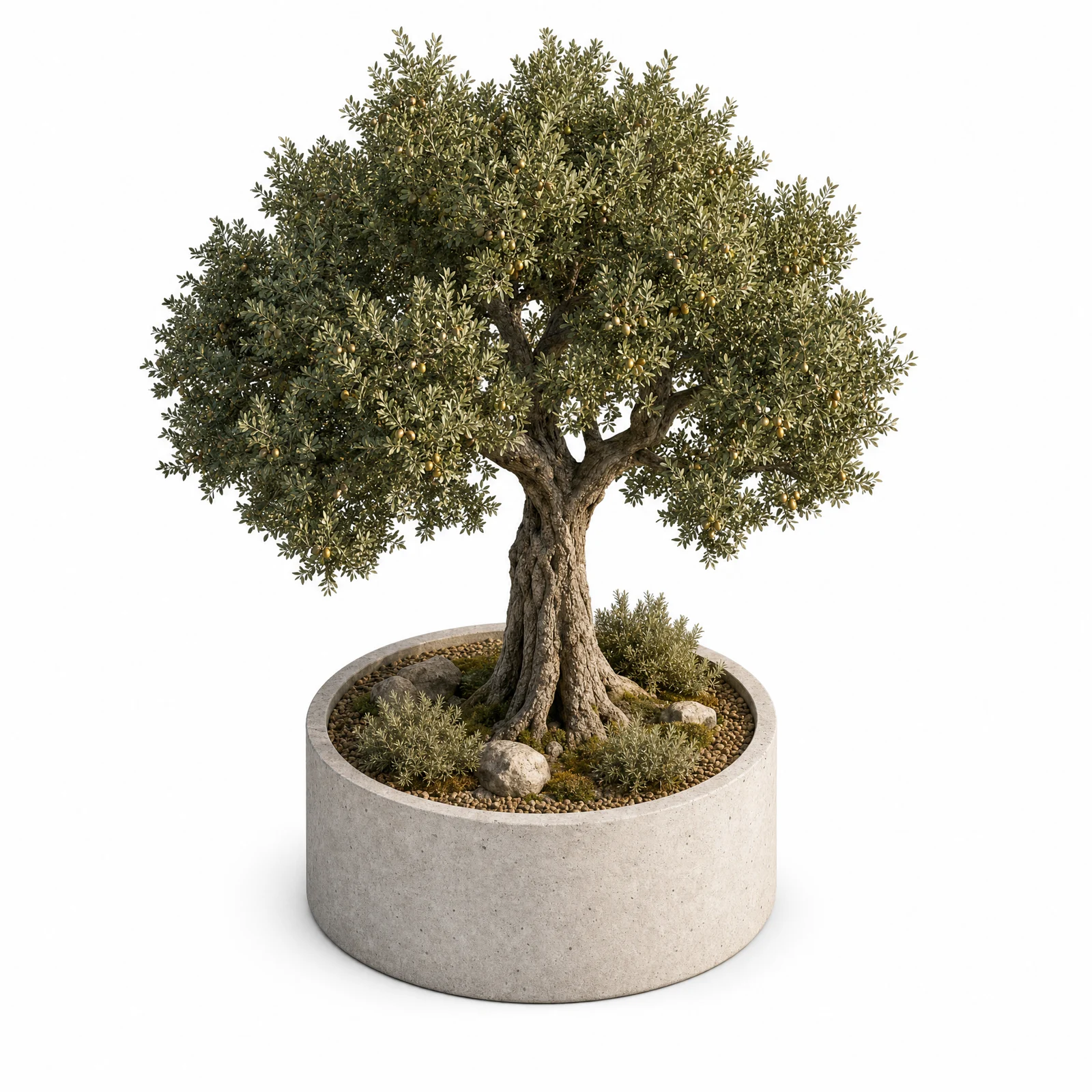 Quercus Ilex — specimen