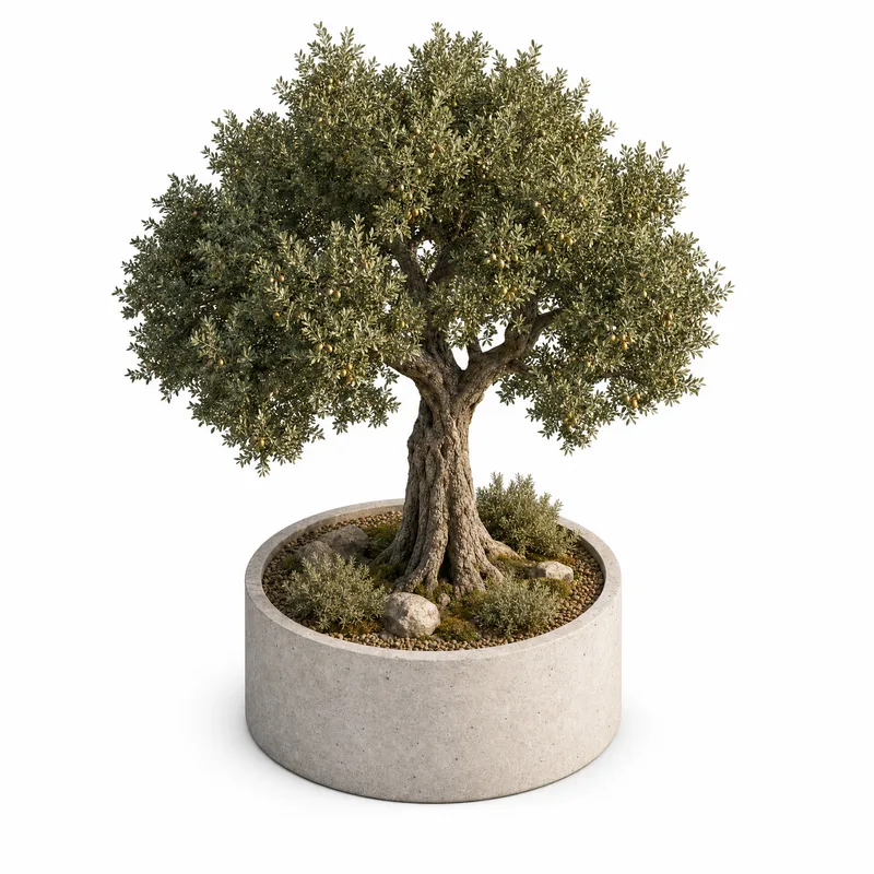 Quercus Ilex — Large, specimen