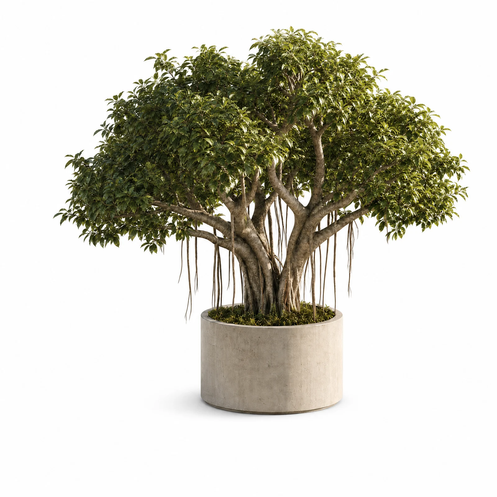 Ficus Benghalensis — specimen