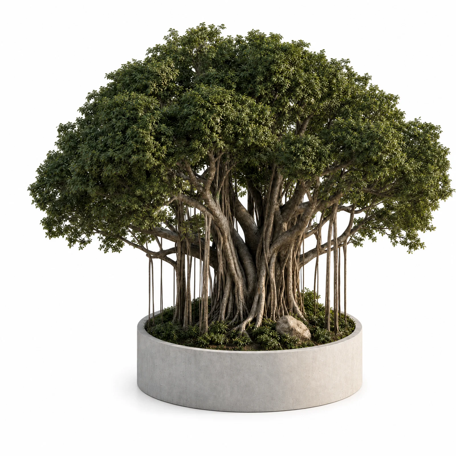 Ficus Benghalensis — specimen