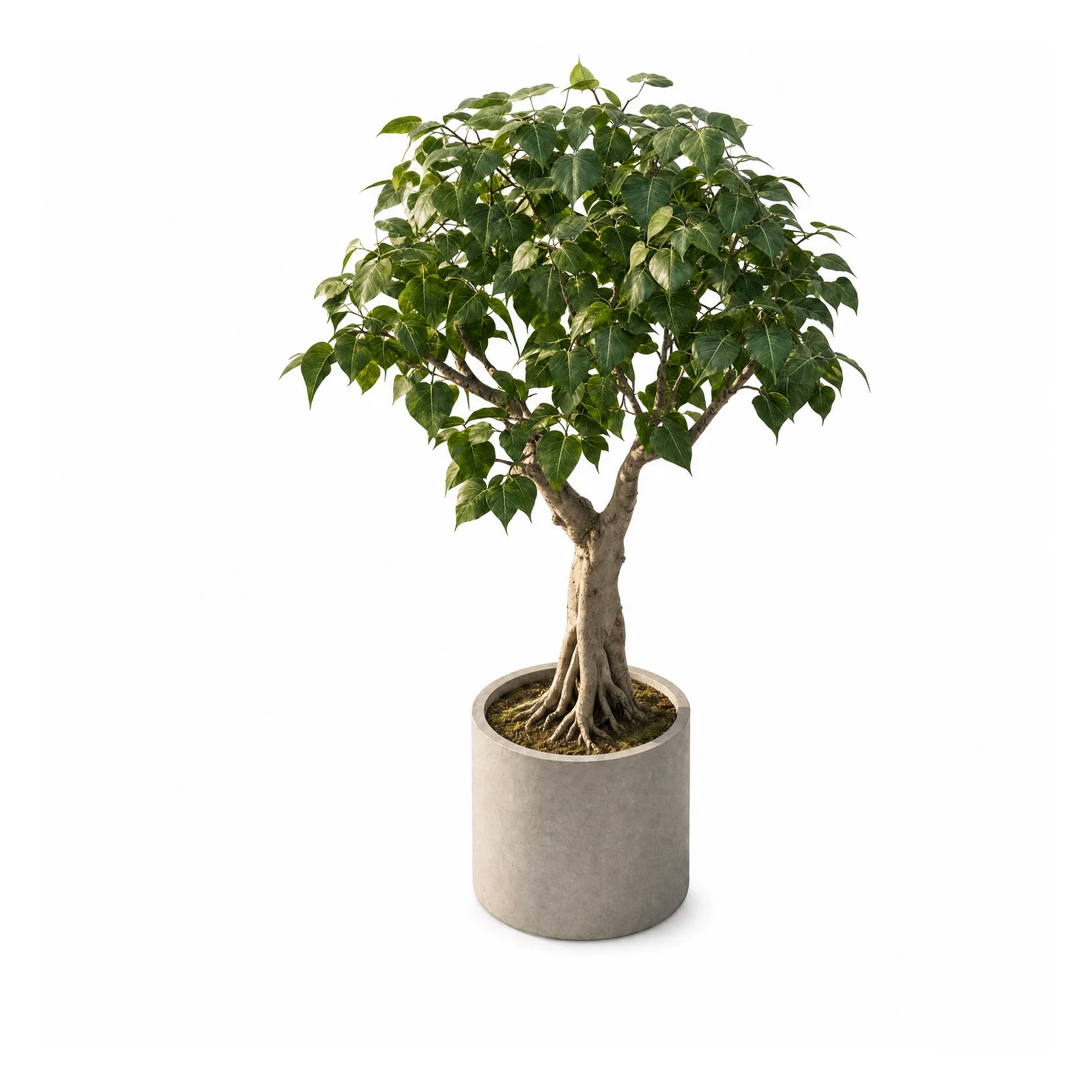 Ficus Religiosa — specimen