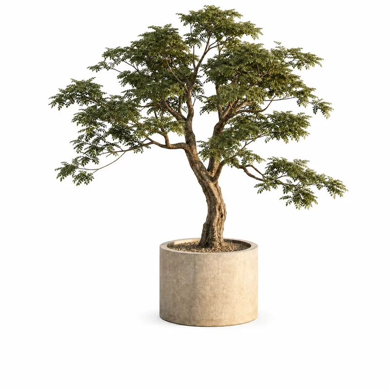 Dalbergia Sissoo — Medium, specimen