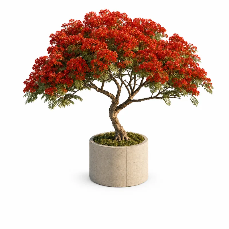 Delonix Regia — Medium, specimen