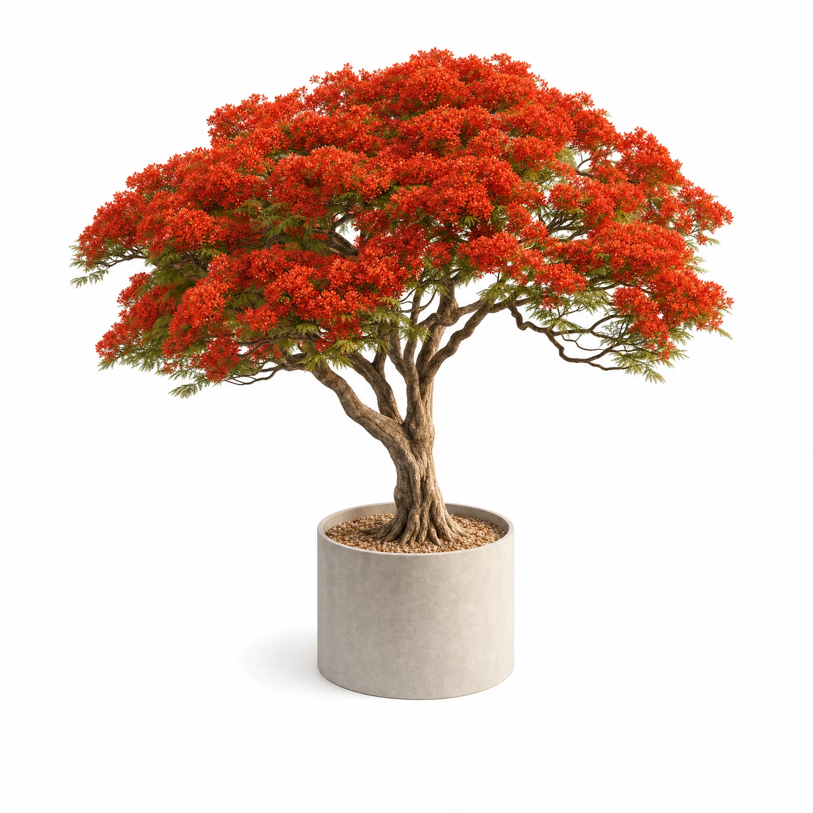 Delonix Regia — specimen
