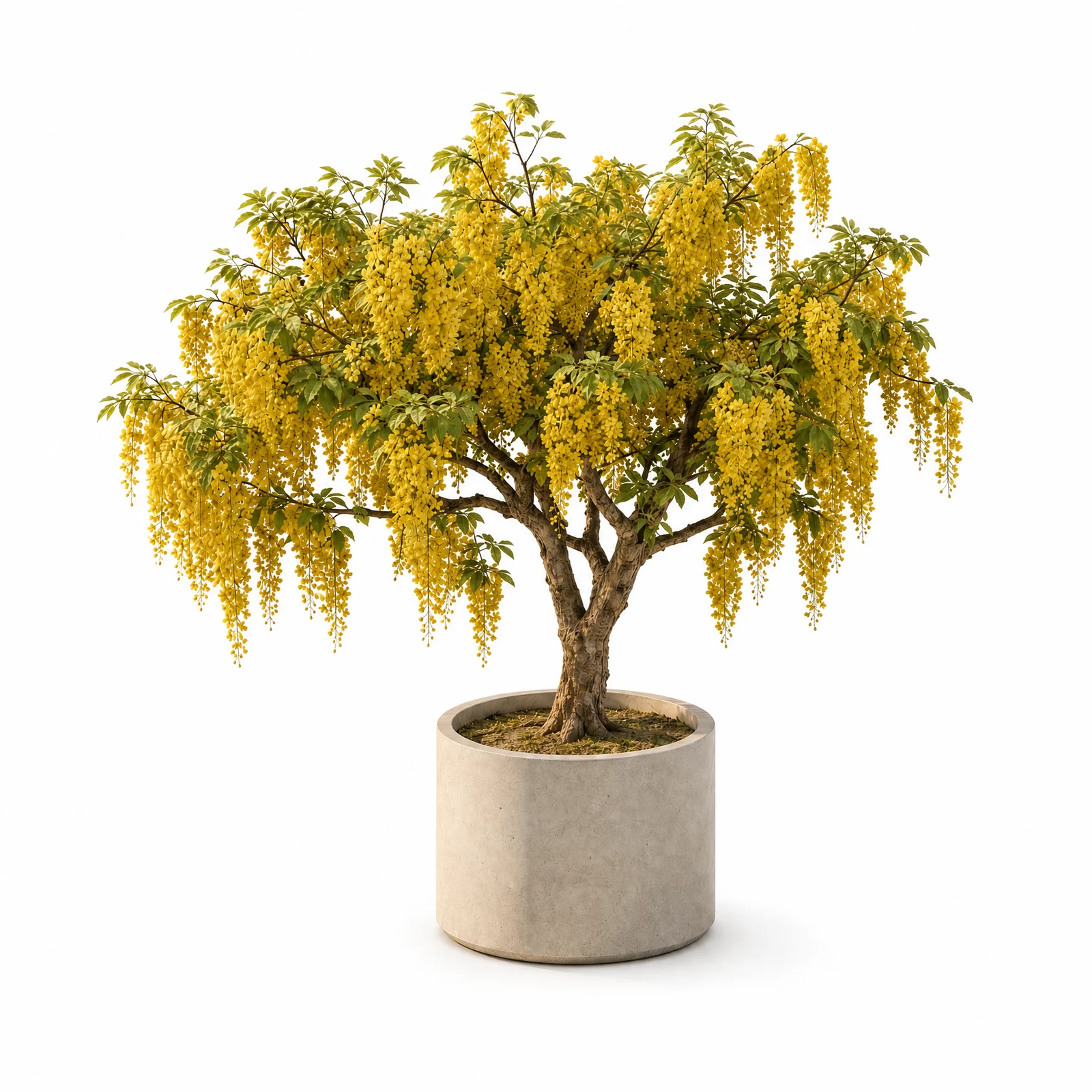 Cassia Fistula — specimen