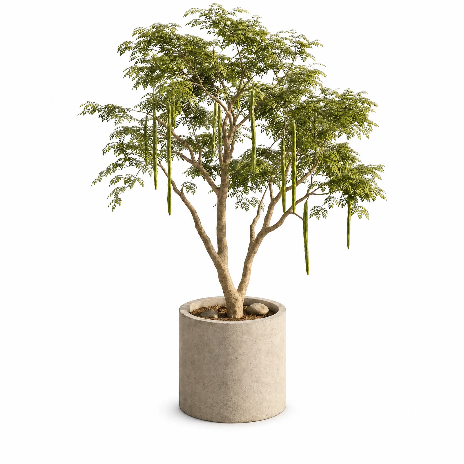 Moringa Oleifera — specimen