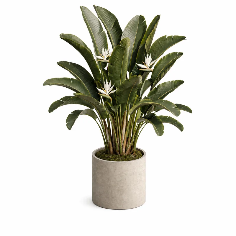 Strelitzia Nicolai — Standard, specimen