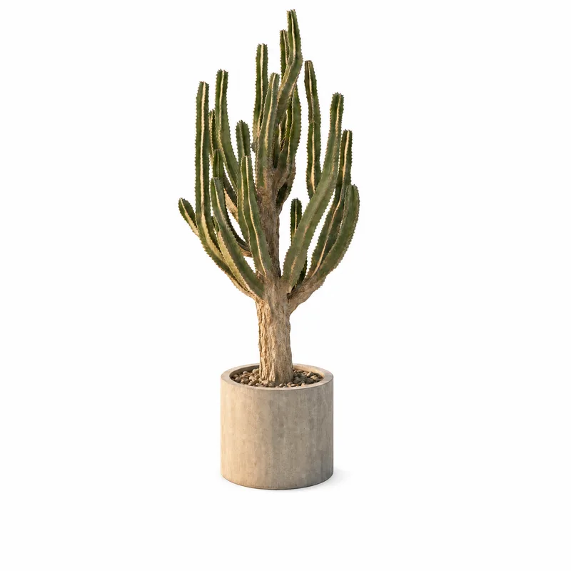 Euphorbia Ingens — Medium, specimen