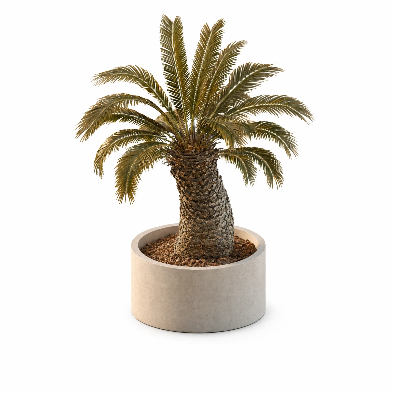Cycas Thouarsii — specimen