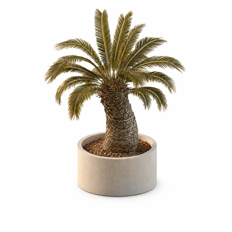 Cycas Thouarsii — Medium, specimen