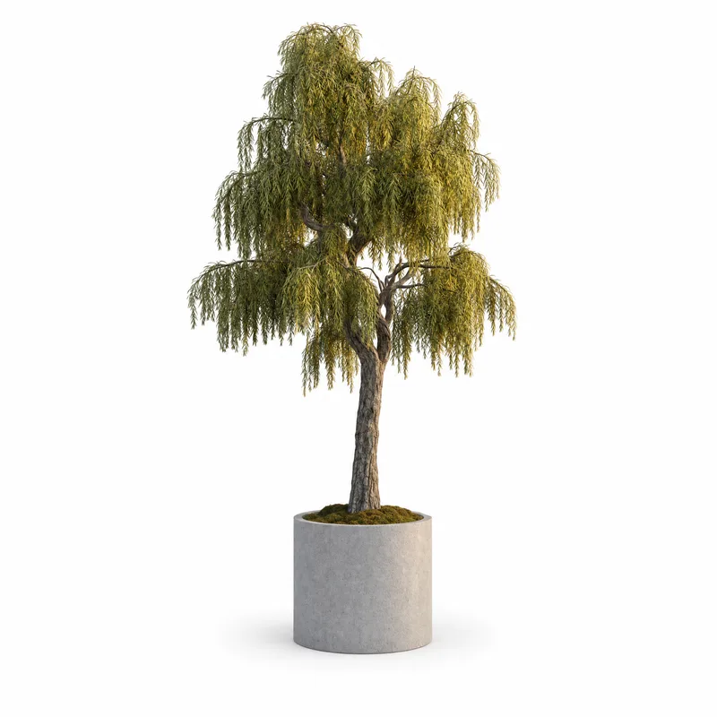 Podocarpus Henkelii — Medium, specimen