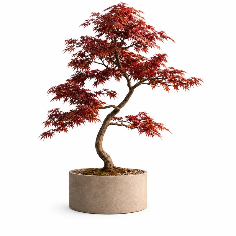 Acer Palmatum — Standard, specimen