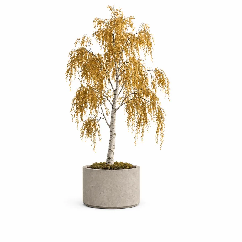Betula Pendula — Medium, specimen