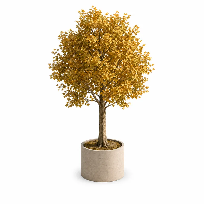 Liriodendron Tulipifera — Large, specimen