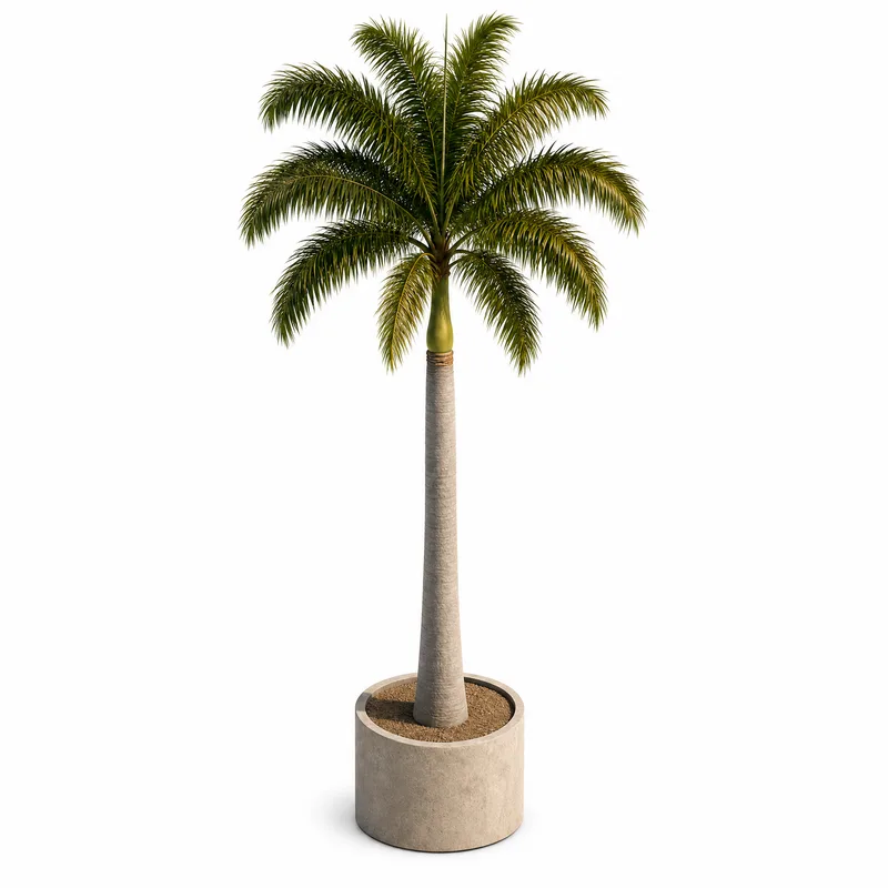 Roystonea Regia — Tall, specimen