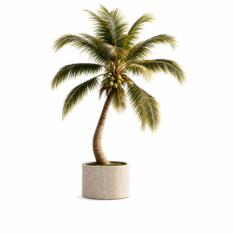 Cocos Nucifera — Medium, specimen