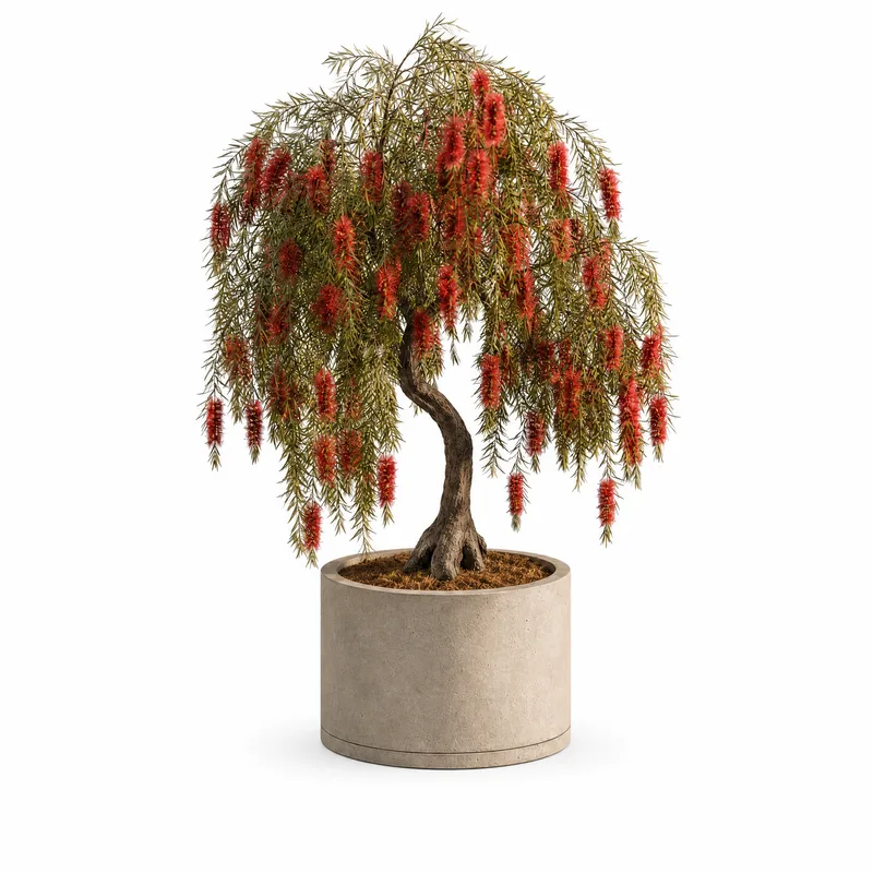 Callistemon Viminalis — Standard, specimen