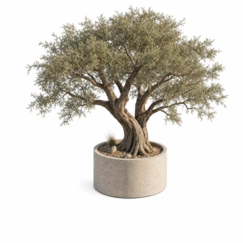 Prosopis Cineraria — Heritage, specimen