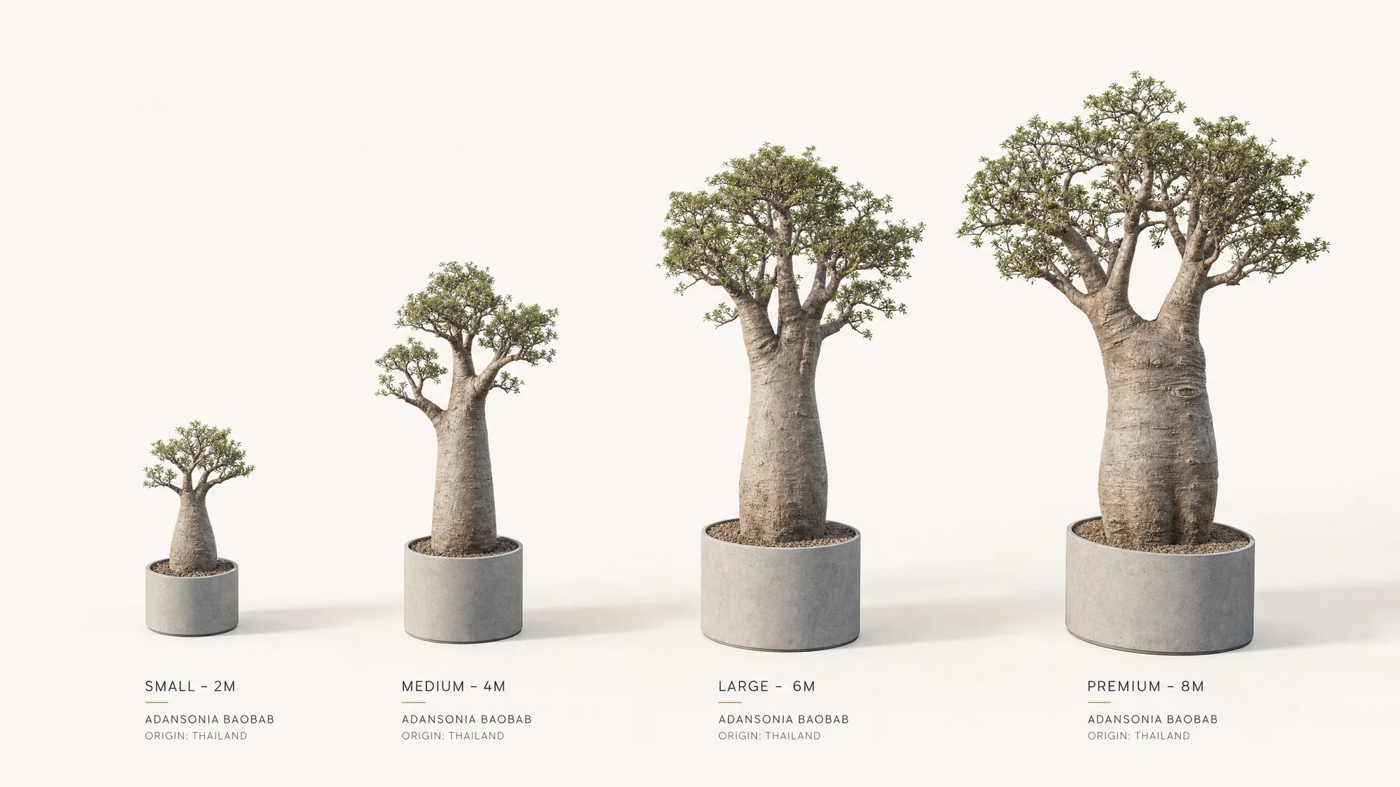 Thailand Baobabs
