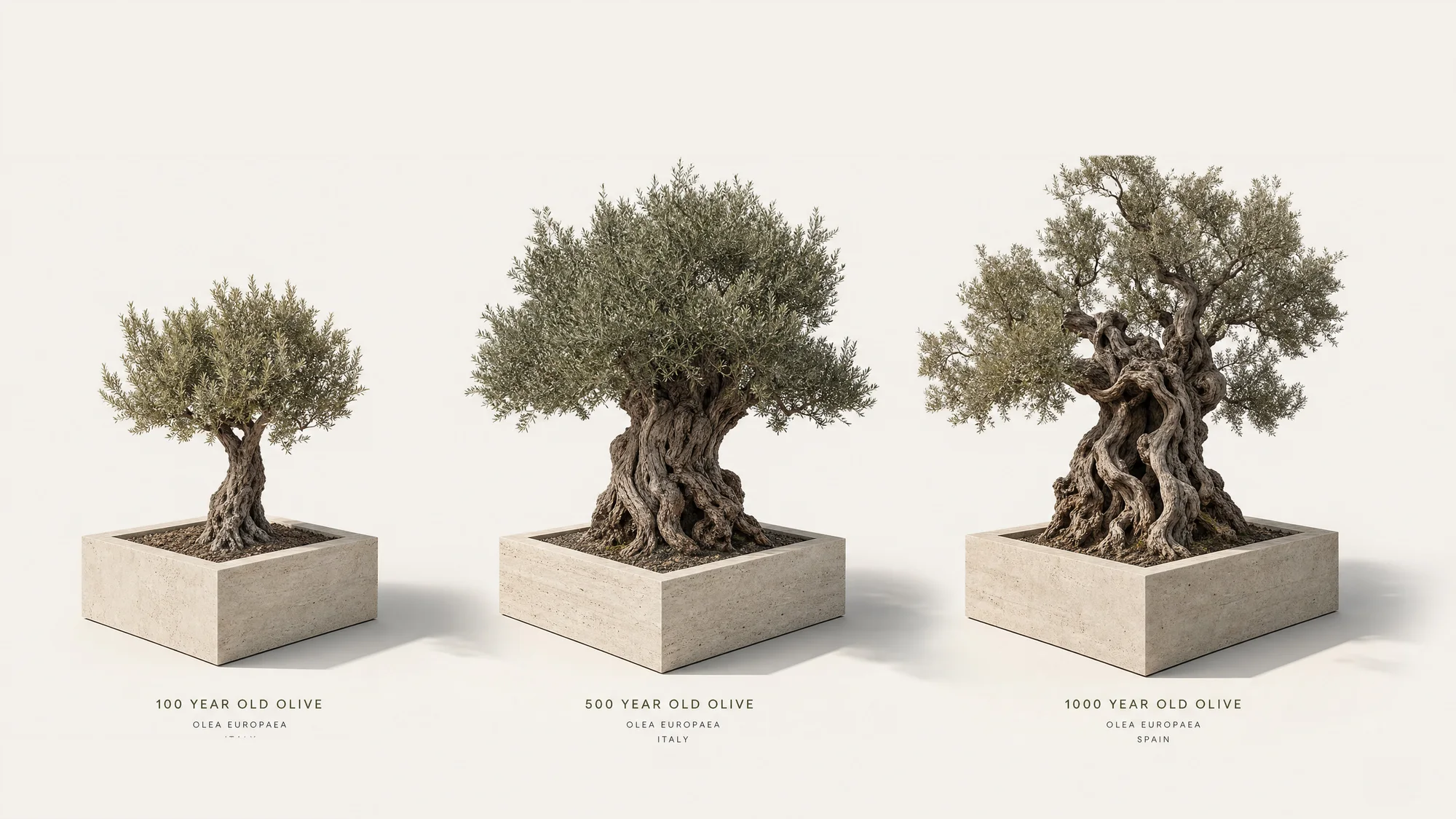 Heritage Olives