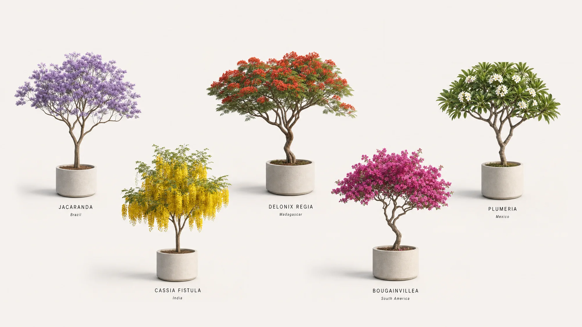 Tropical Flowering Trees